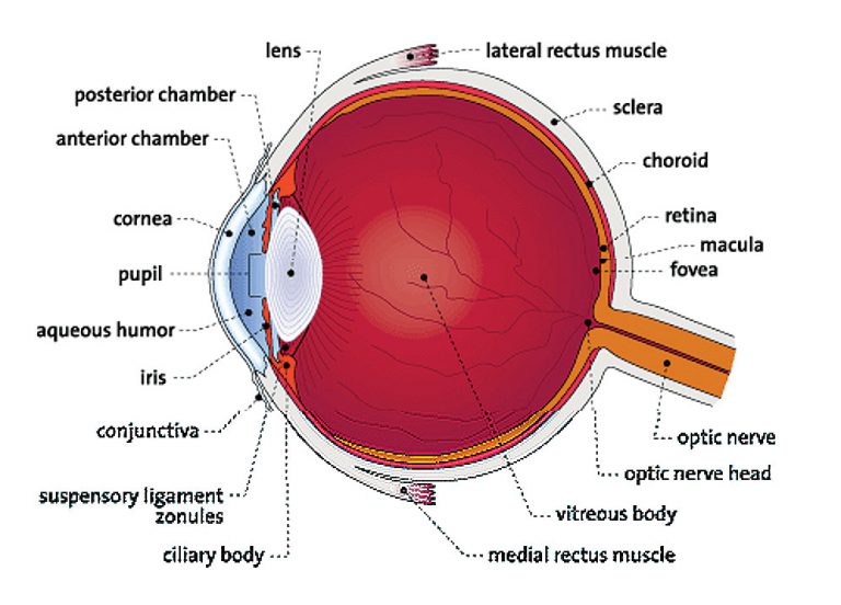 Retina Care | MedEye Associates | Retina Doctor Miami - MedEye Associates